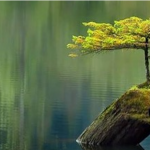 Tree above water